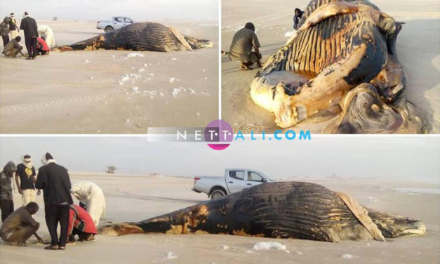 Une baleine échoue à la frontière entre le Sénégal et la Mauritanie