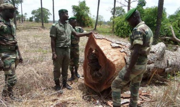 Altercation entre agents des eaux et forêts et militaires Gambiens