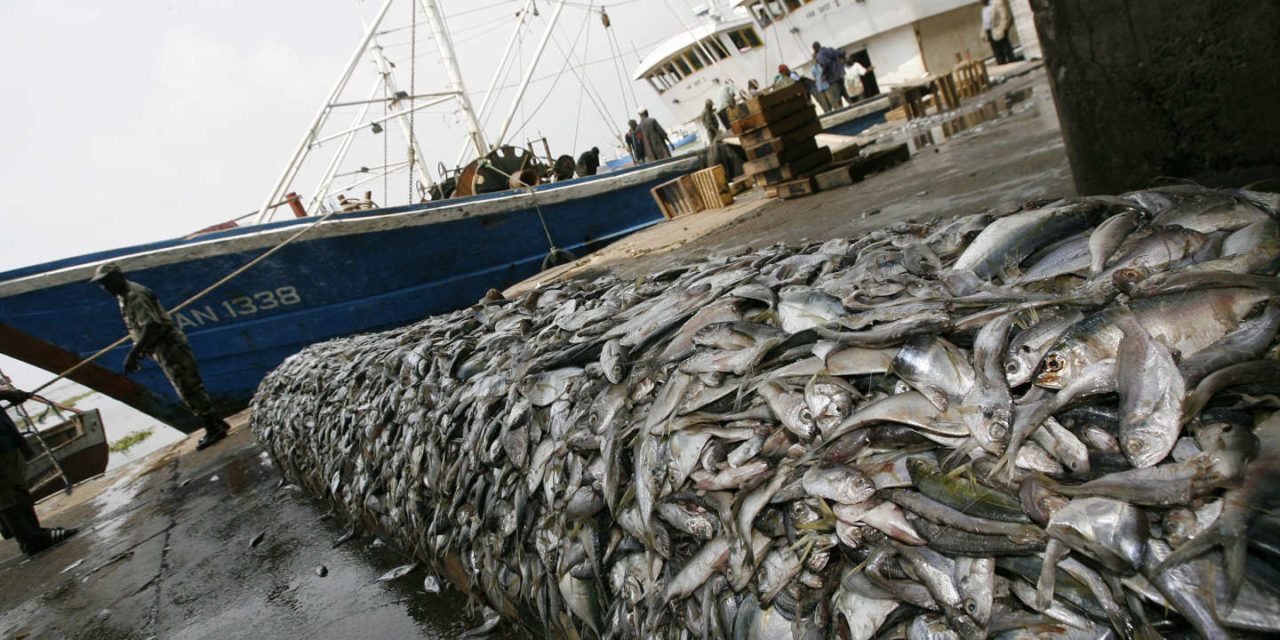 UE-SÉNÉGAL  - La guerre du "poisson" aura-t-elle lieu ?