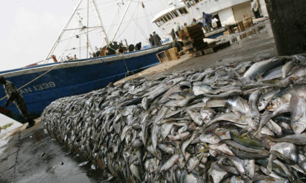 UE-SÉNÉGAL  - La guerre du "poisson" aura-t-elle lieu ?
