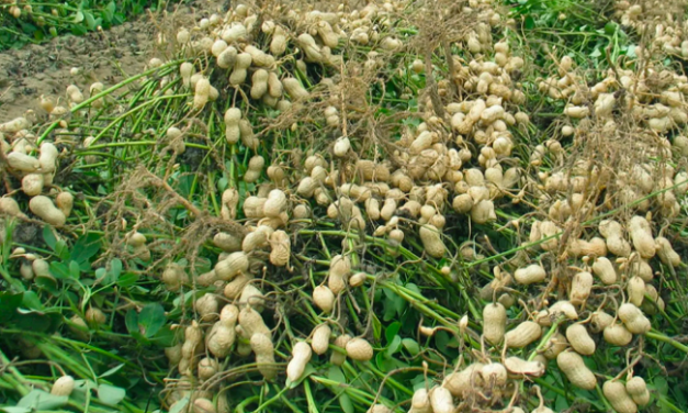 CAMPAGNE AGRICOLE - Les rendements de l’arachide pas au rendez-vous à Taïba Niassène