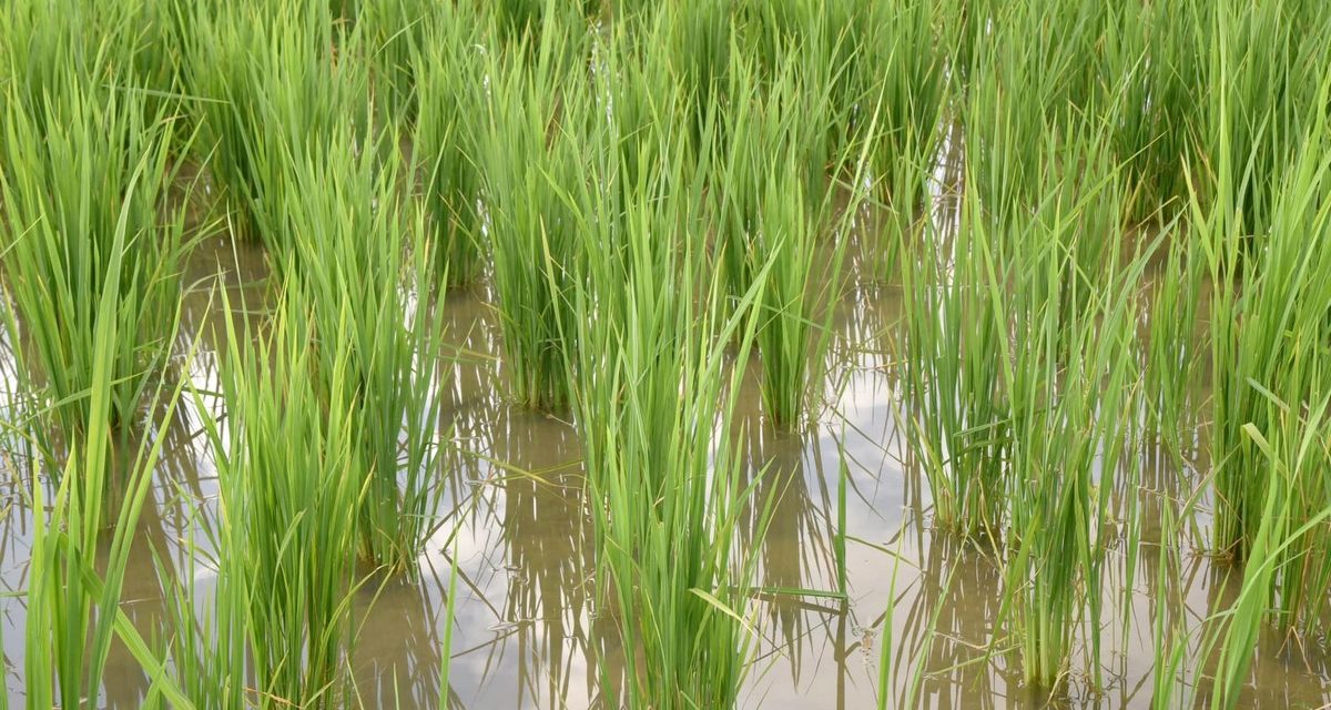 CRUE DU FLEUVE SÉNÉGAL - Plus de 700 hectares de riz inondés